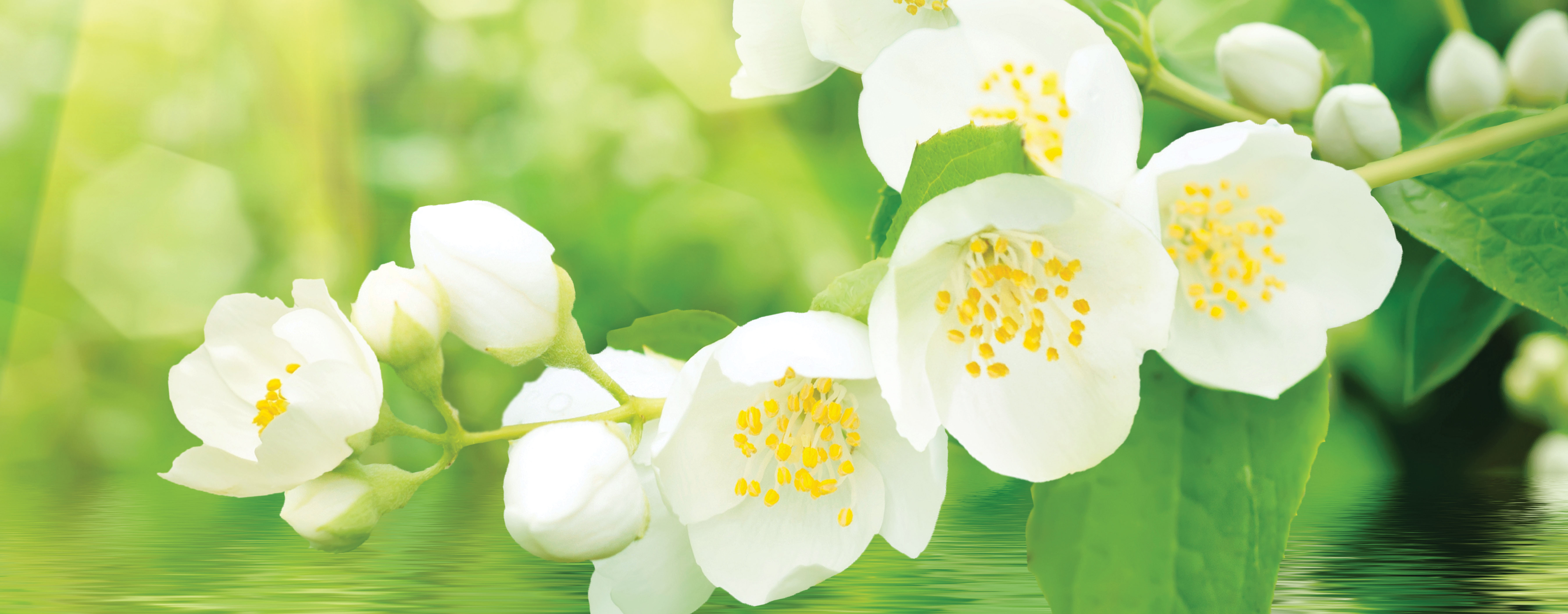 Jasmin flowers