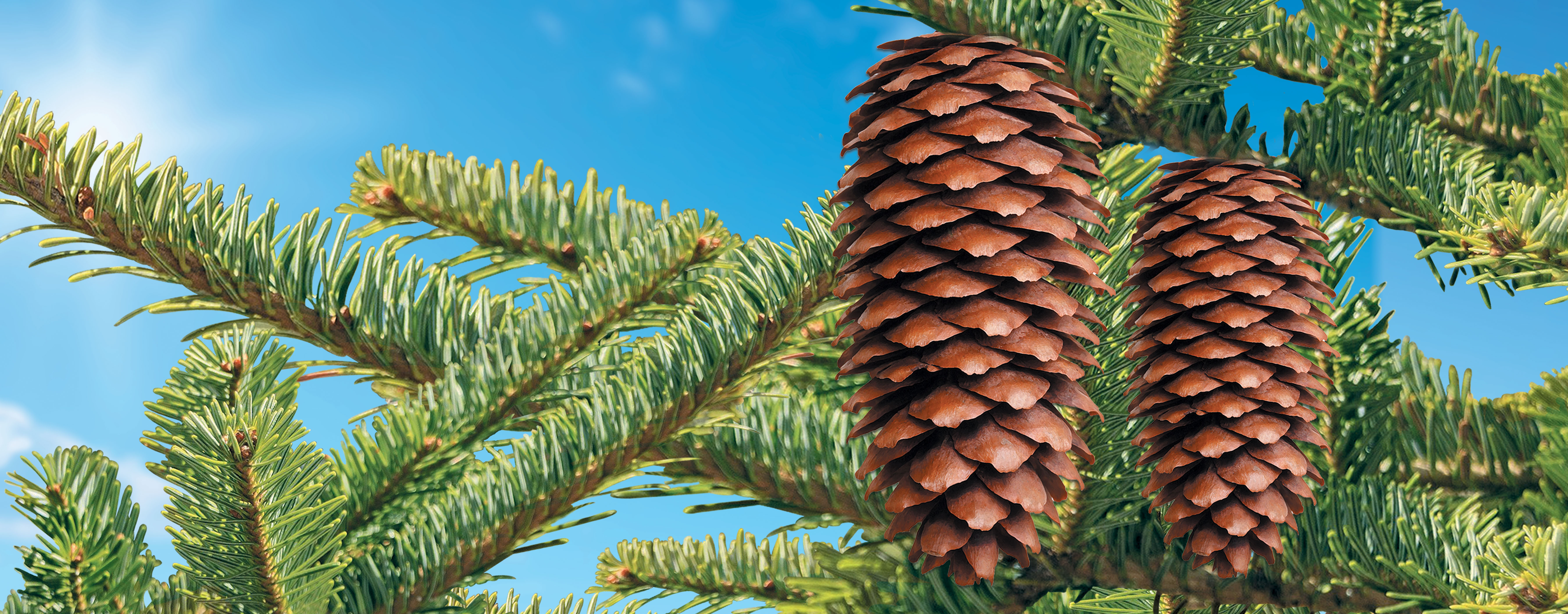 pine tree brand and pine cones 