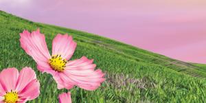 sunrise over a field with pink flowers