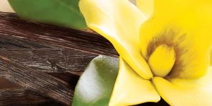 vanilla flower and stems on table