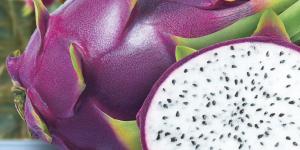 Dragon Fruit Tree
