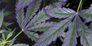 Wild Hemp Tree