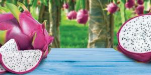 Dragon Fruit
