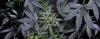 Wild Hemp Tree